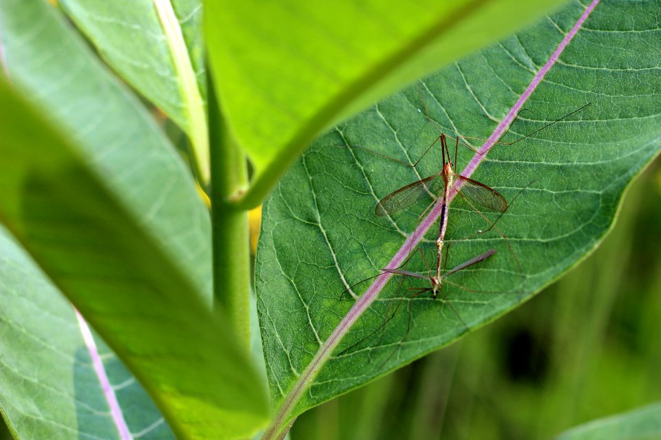 Mating Crane Flies