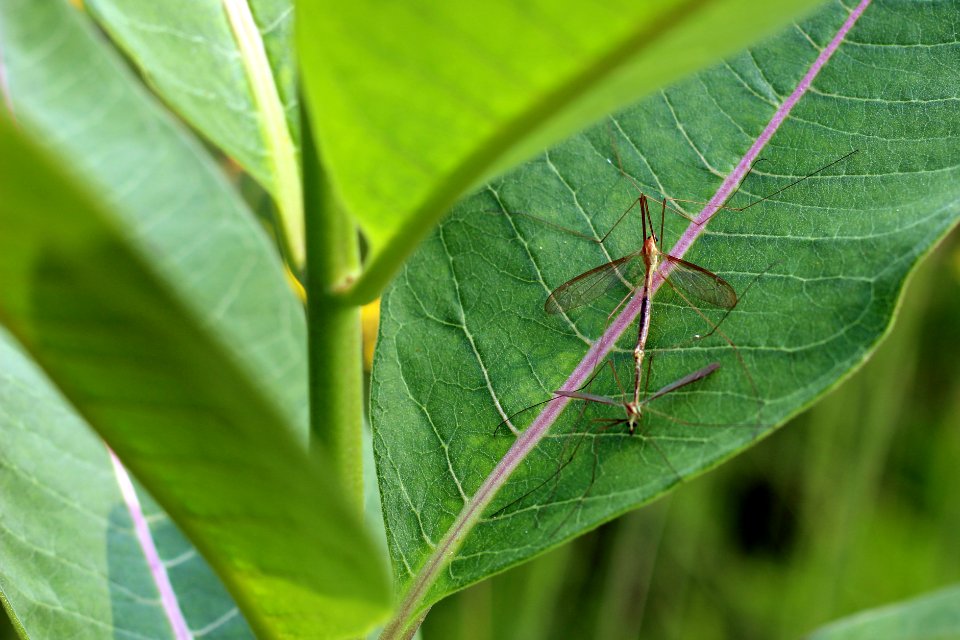 Mating Crane Flies photo