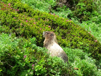 Marmot on Skyline Trail at Mt. Rainier NP in WA