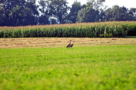 Sandhill Cranes