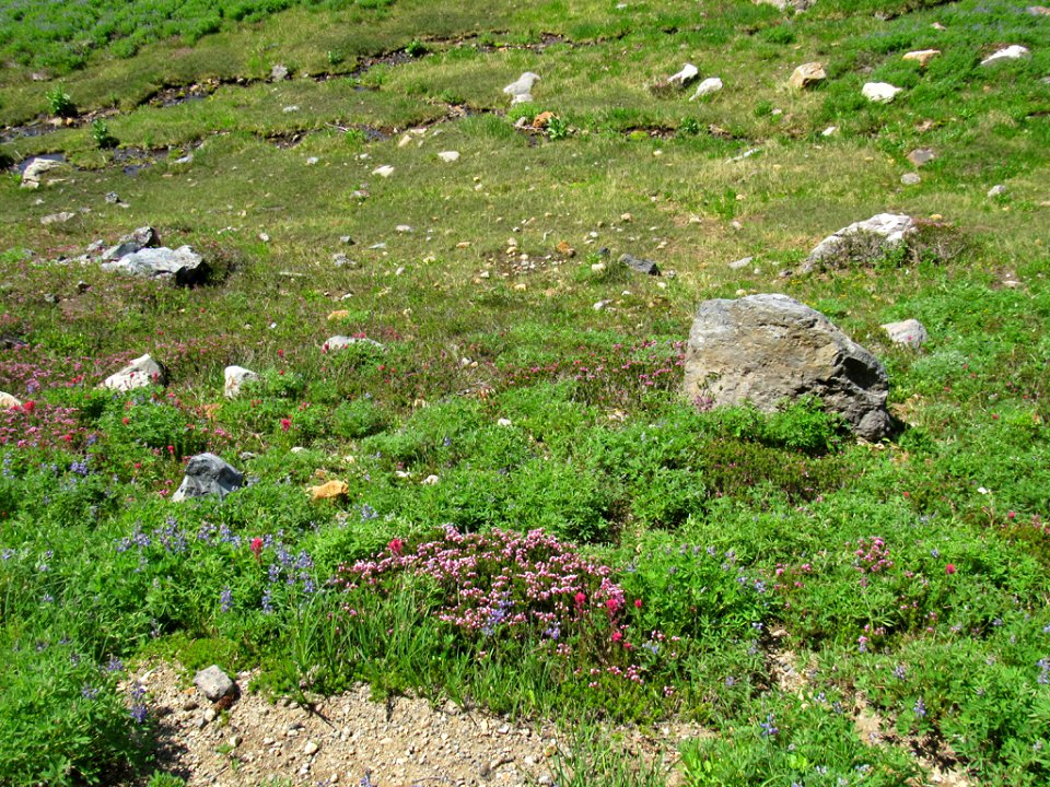 Wildflowers on Skyline Trail at Mt. Rainier NP in WA