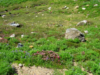 Wildflowers on Skyline Trail at Mt. Rainier NP in WA photo