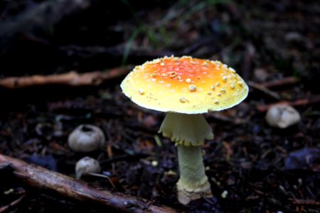 Fly agaric mushroom photo
