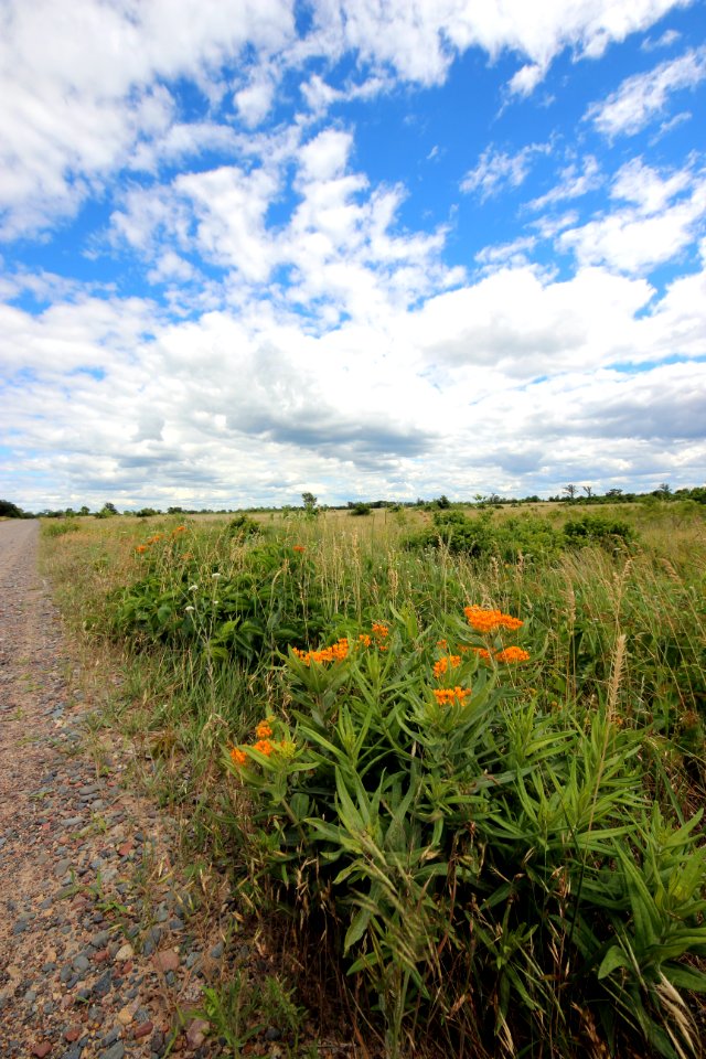 Milkweed at Sherburne National Wildlife Refuge