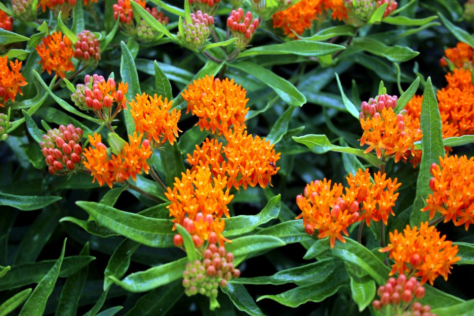 Butterfly Milkweed