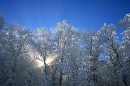 Winter Trees photo