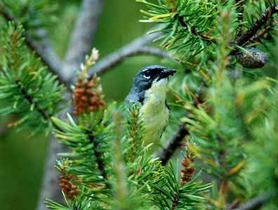 Kirtland's Warbler in Michigan