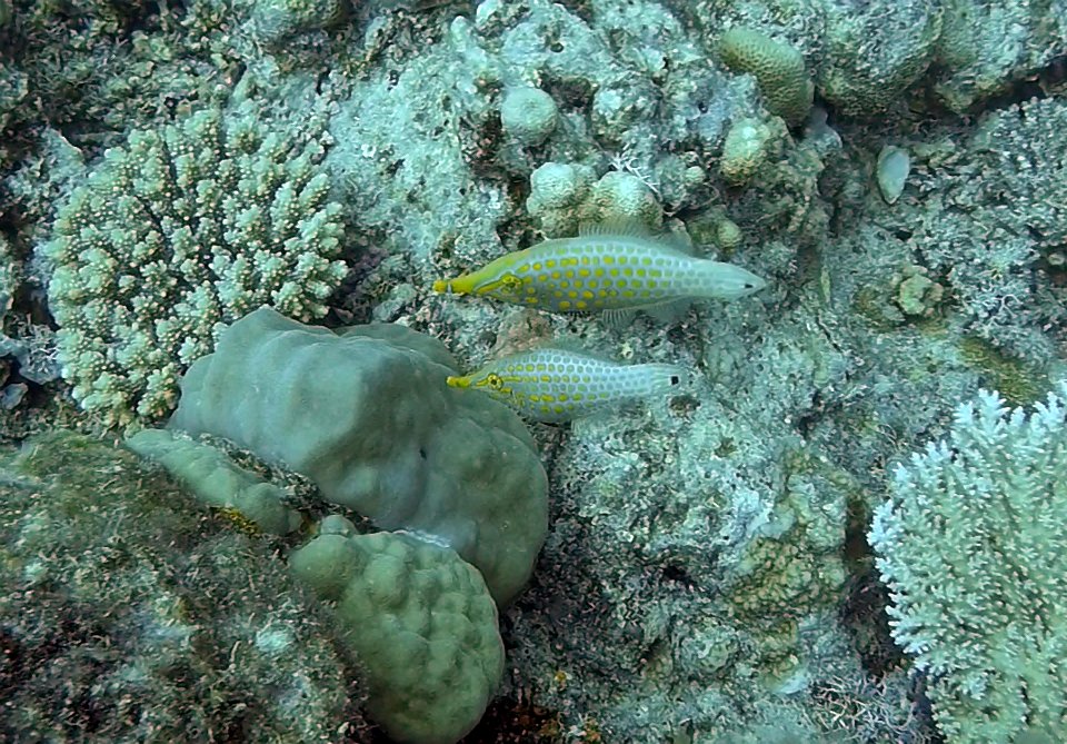 Filefish Pair Vanuatu
