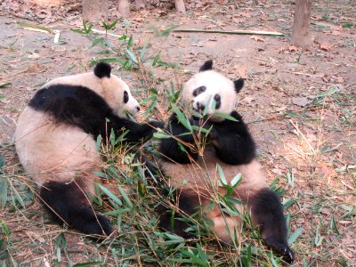 Two pandas eating one looking at me Giant Panda Breeding Center Chengdu China