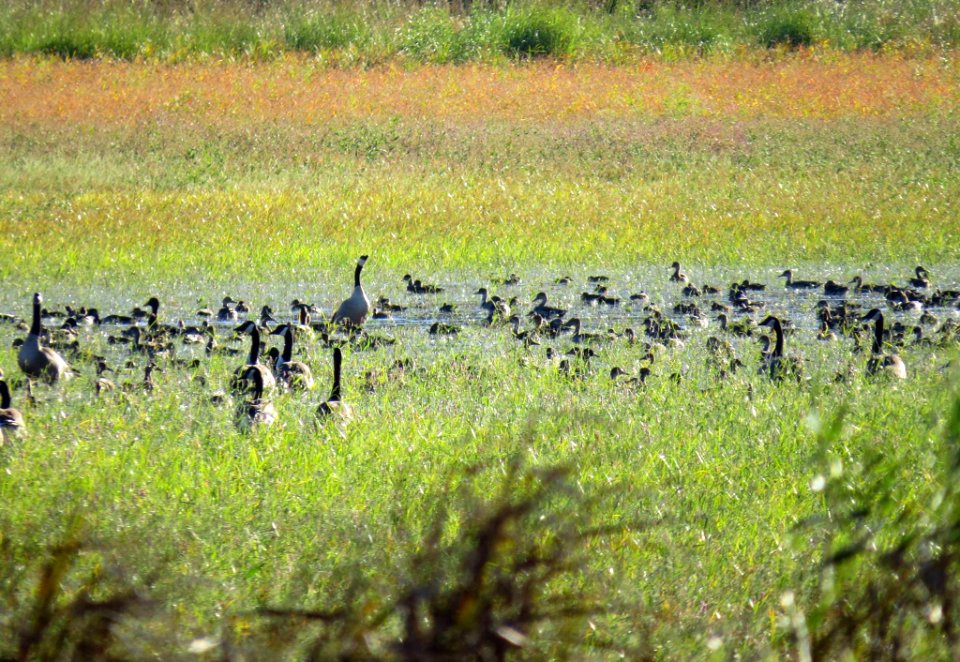 Waterfowl at Port Louisa