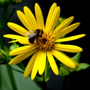 Bumblebee on false sunflower photo