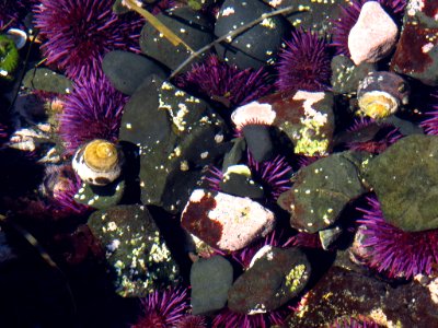 Yaquina Head Natural Area at Oregon Coast