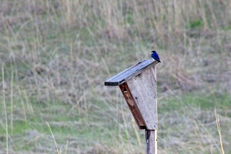 Tree Swallows Using a Nest Box photo