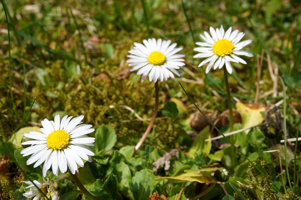 Close up daisy plant