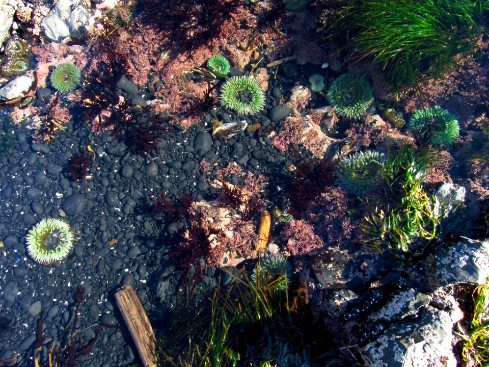 Sea Anemone at Yaquina Head in OR