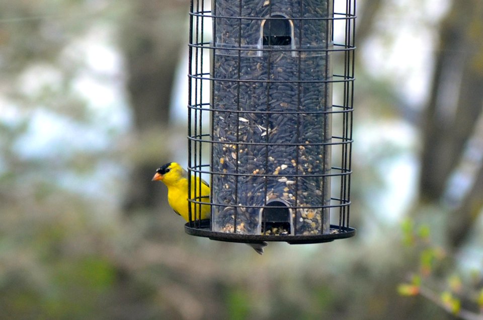 American Goldfinch