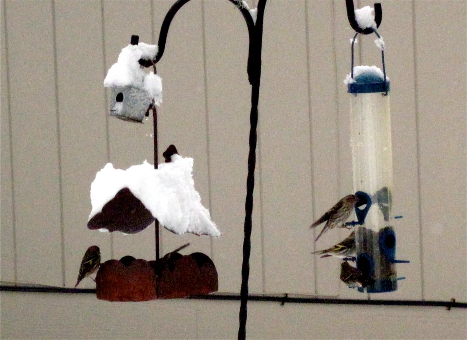 Feeding Frenzy for the Locals