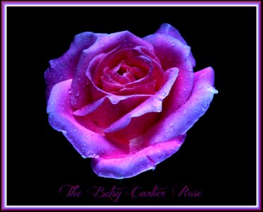 DSC 50315 The Betsy Cartier Moonlight Rose photo