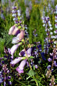 Large-flowered Penstemon and Wild Lupine photo