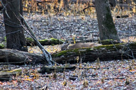 White-tailed deer photo