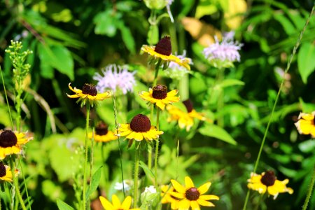 Black-eyed Susan photo