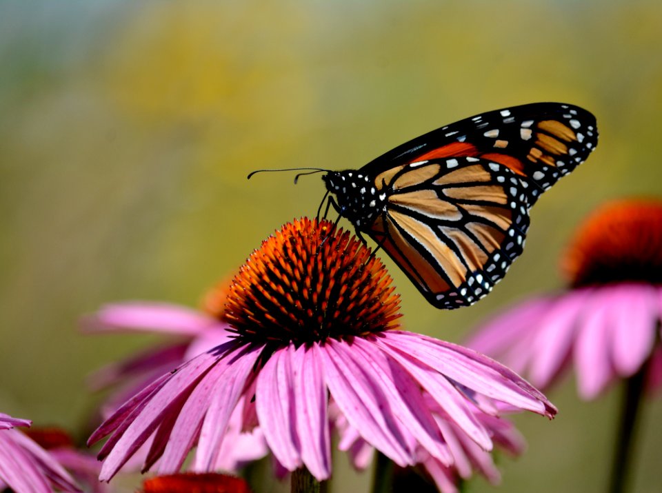 Monarch butterfly on purple coneflower
