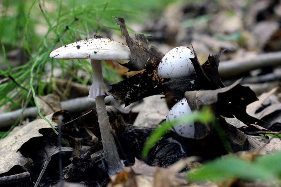 Mushrooms