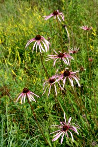 Pale purple coneflower