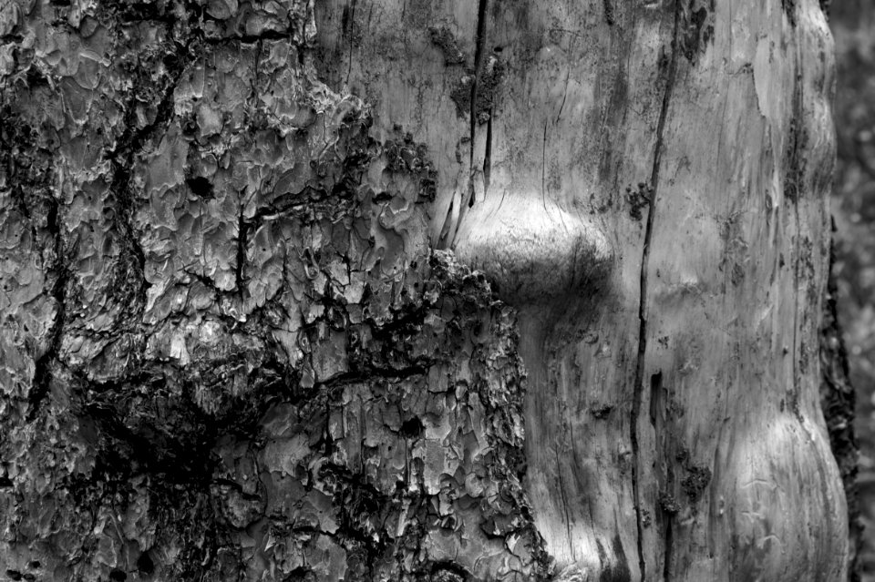 Pine Stripped Naked