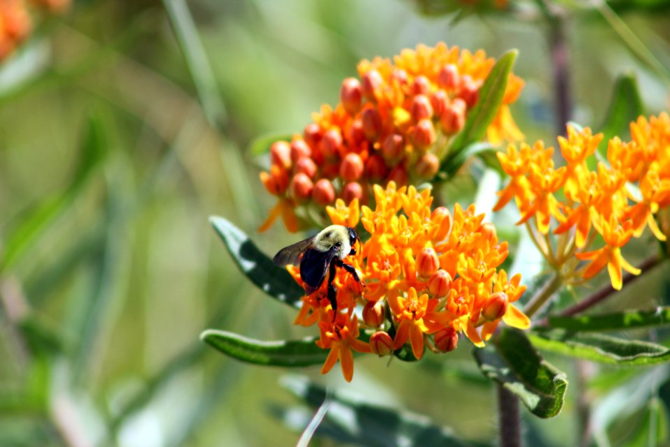 Bee on Butterfly Milkweed