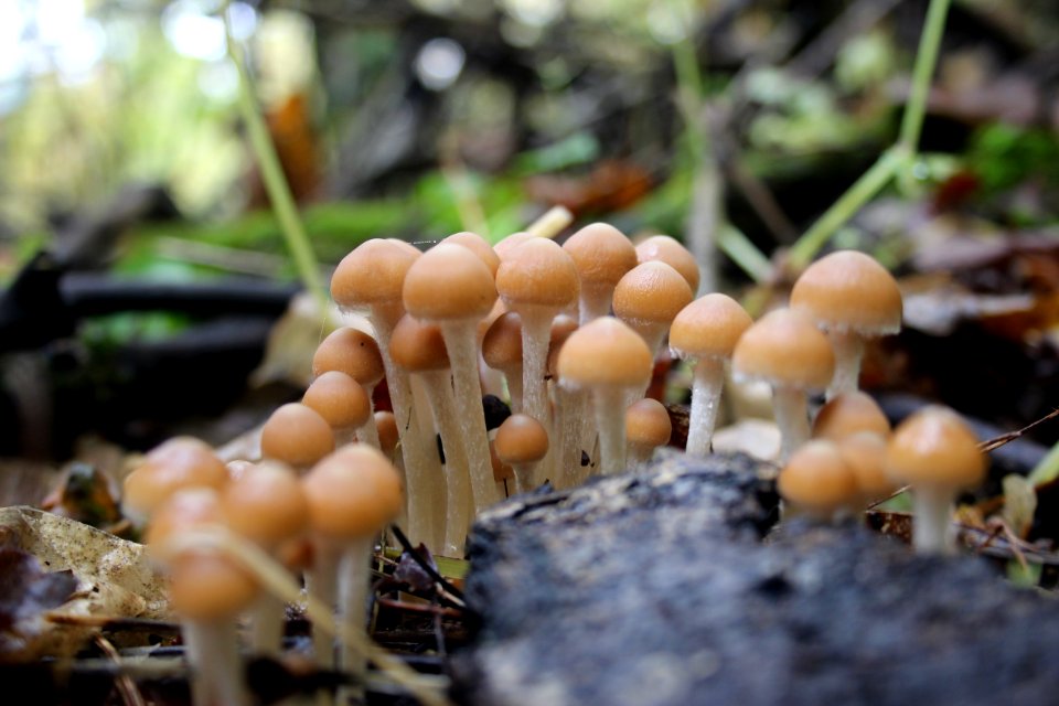 Fall Fungi