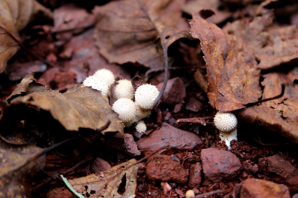 Fall Fungi