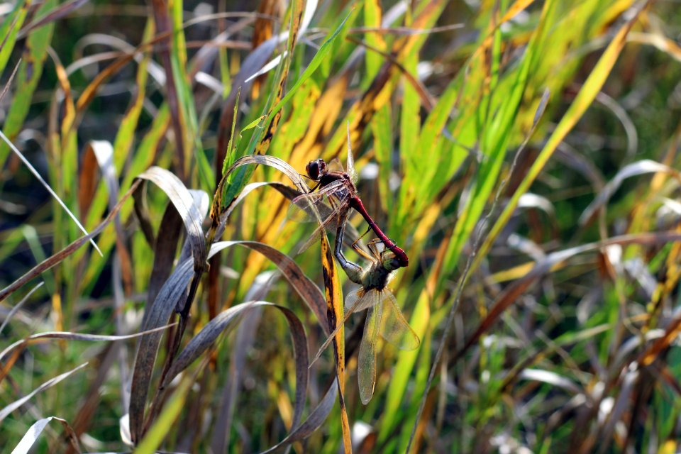 Dragonflies mating