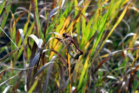 Dragonflies mating