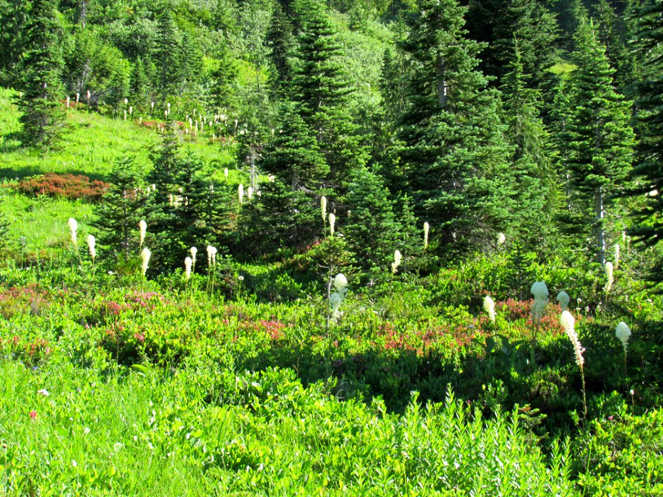 Paradise Skyline Trail at Mt. Rainier NP in WA photo