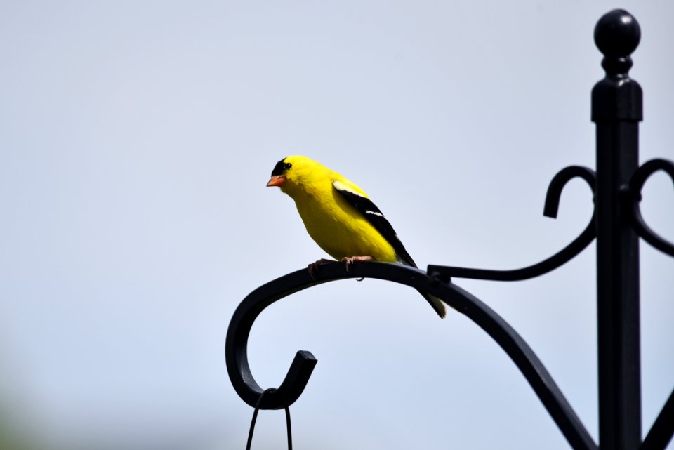 American goldfinch photo