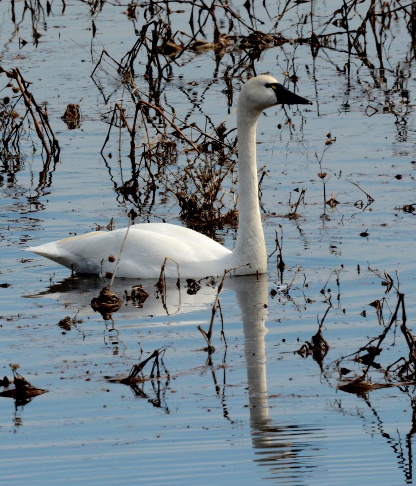 Tundra swan at Shiawassee National Wildlife Refuge