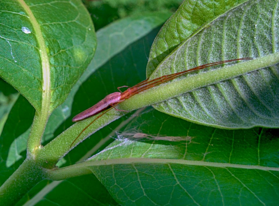 Long-jawed Orb Weaver