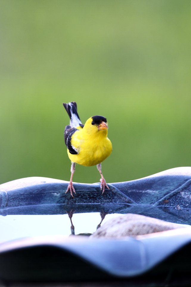 American Goldfinch