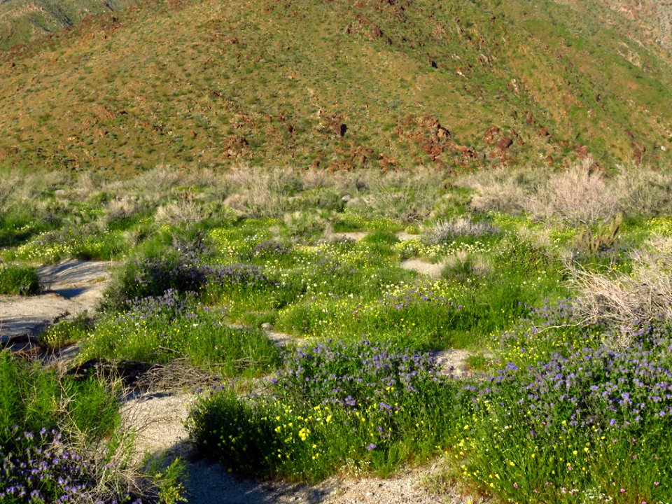 Anza-Borrego Desert SP in California