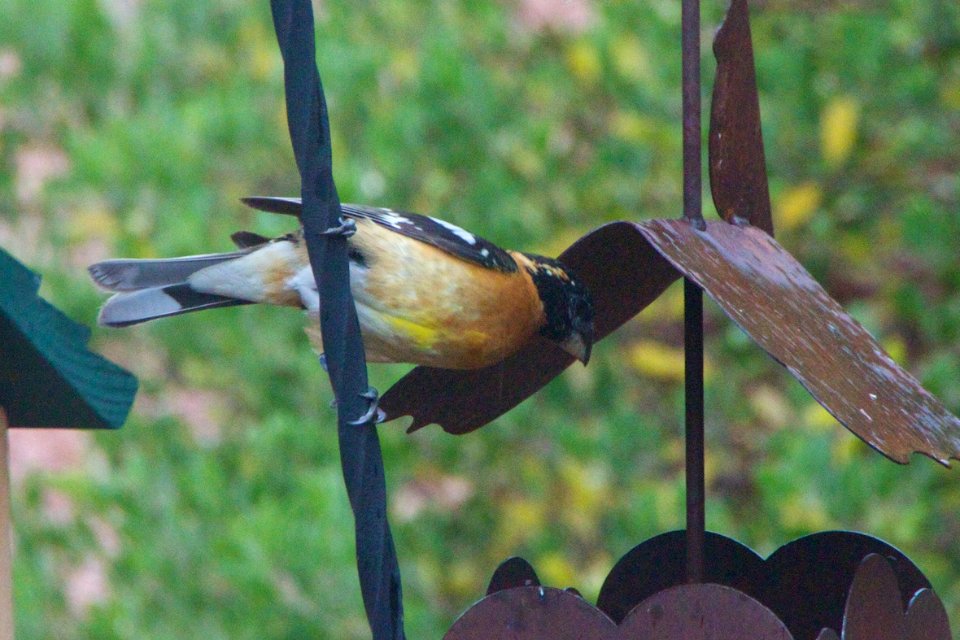 What's For Breakfast? Seed? My FAVORITE!