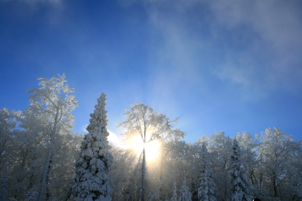 Winter Trees