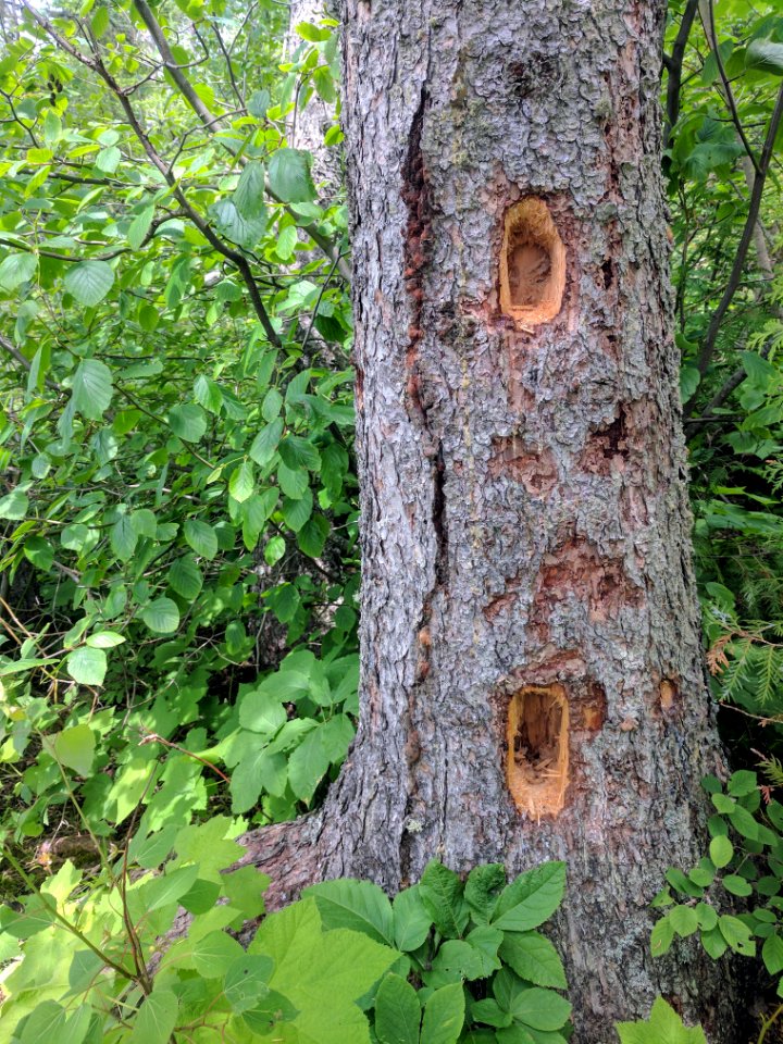 Pileated Woodpecker Holes