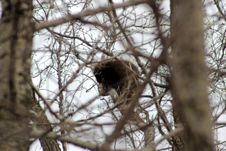 Napping Porcupine photo