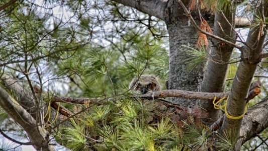Great Horned Owlet photo