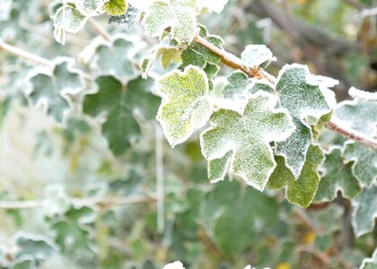 Plant frozen morning photo