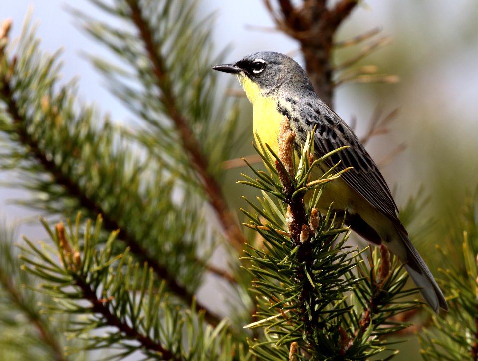Kirtland's Warbler