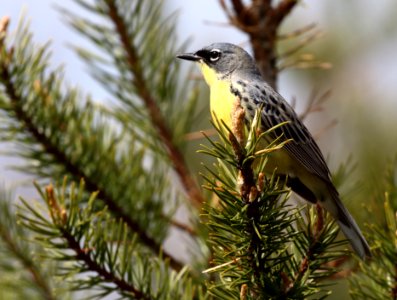 Kirtland's Warbler photo