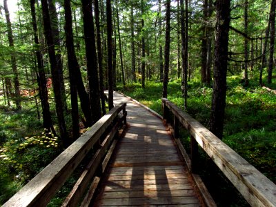 Trail of Two Forests in WA