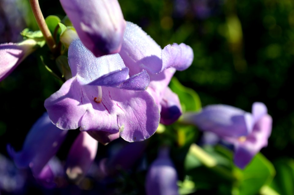 Large-flowered Penstemon